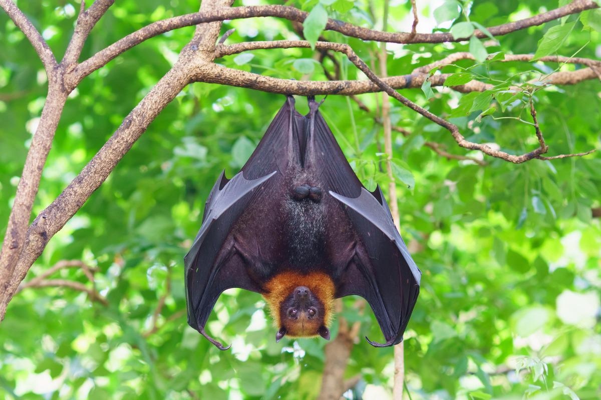 Study explores coronavirus surveillance in bats from Argentina