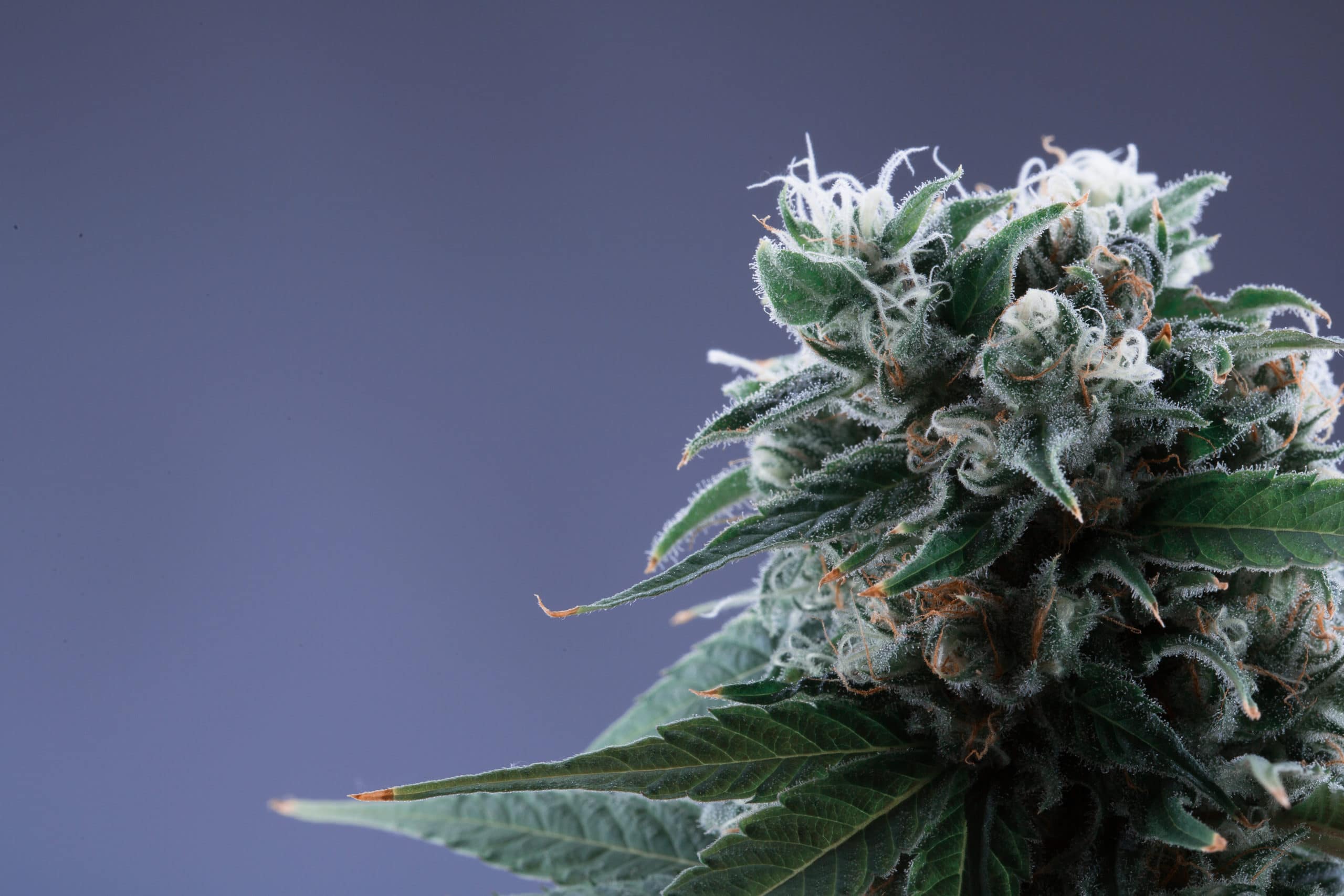 Argentina Makes Medical Cannabis Reform a National Priority